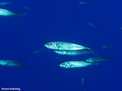 Trachurus picturatus