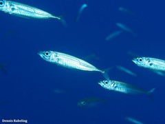 Trachurus picturatus