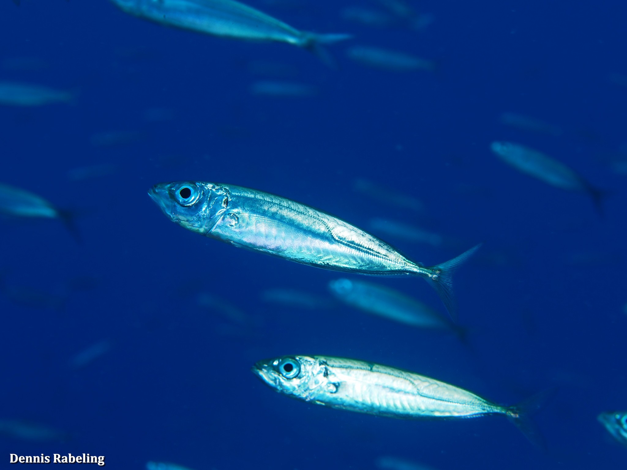 Blue jack mackerel baitball - Stock Image - C041/3064 - Science Photo  Library