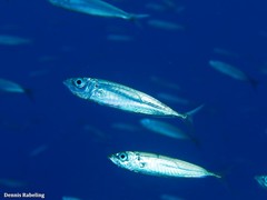 Trachurus picturatus