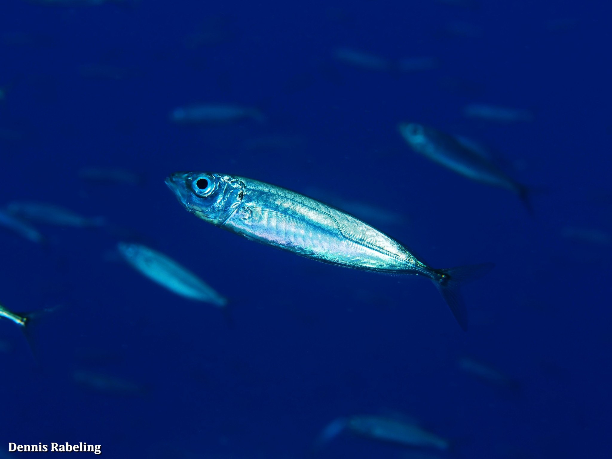 Blue jack mackerel bait ball - Stock Image - C014/1792 - Science Photo  Library