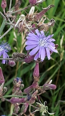 Lactuca pulchella