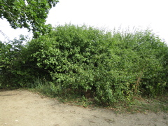 Prunus spinosa dasyphylla