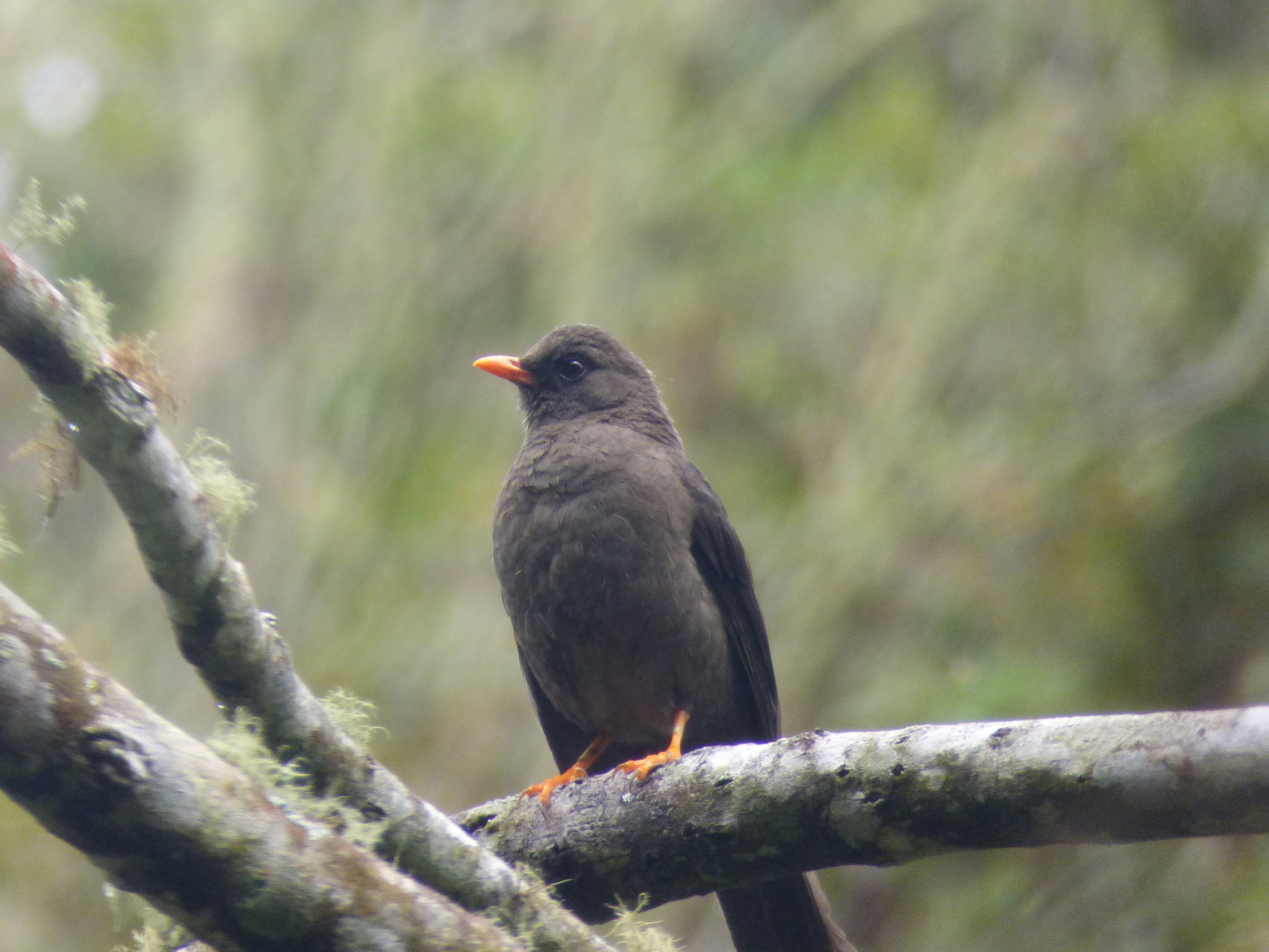 Great Thrush