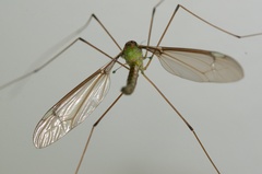 Leptotarsus albistigma