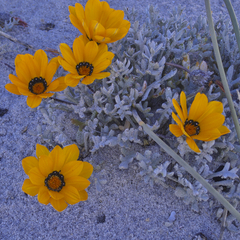 Gazania splendidissima