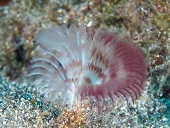 Acromegalomma vesiculosum