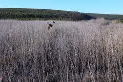 Juncus acutus leopoldii