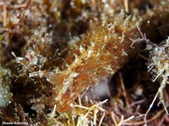 Stylocheilus polyomma