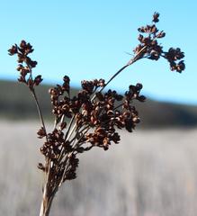 Juncus acutus leopoldii