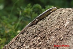 Gerrhosaurus flavigularis