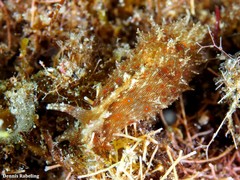 Stylocheilus polyomma