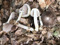 Agaricus essettei
