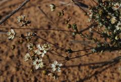 Pharnaceum lanuginosum