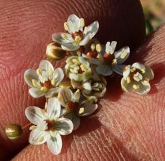 Pharnaceum lanuginosum