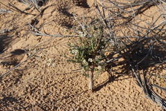 Pharnaceum lanuginosum