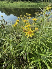 Jacobaea paludosa lanata