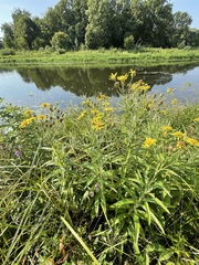 Jacobaea paludosa lanata