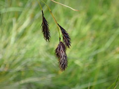 Carex atrata