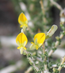 Aspalathus acuminata acuminata