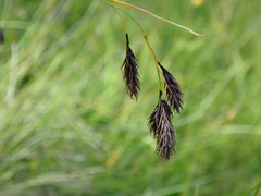 Carex atrata