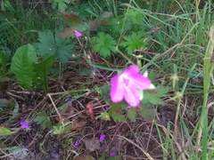 Geranium palustre