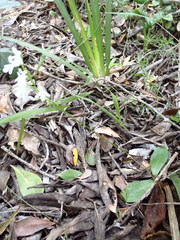 Holothrix parviflora