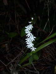 Holothrix parviflora