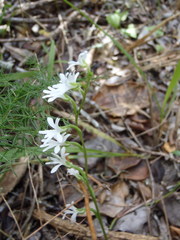 Holothrix parviflora