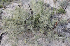 Aspalathus acuminata acuminata