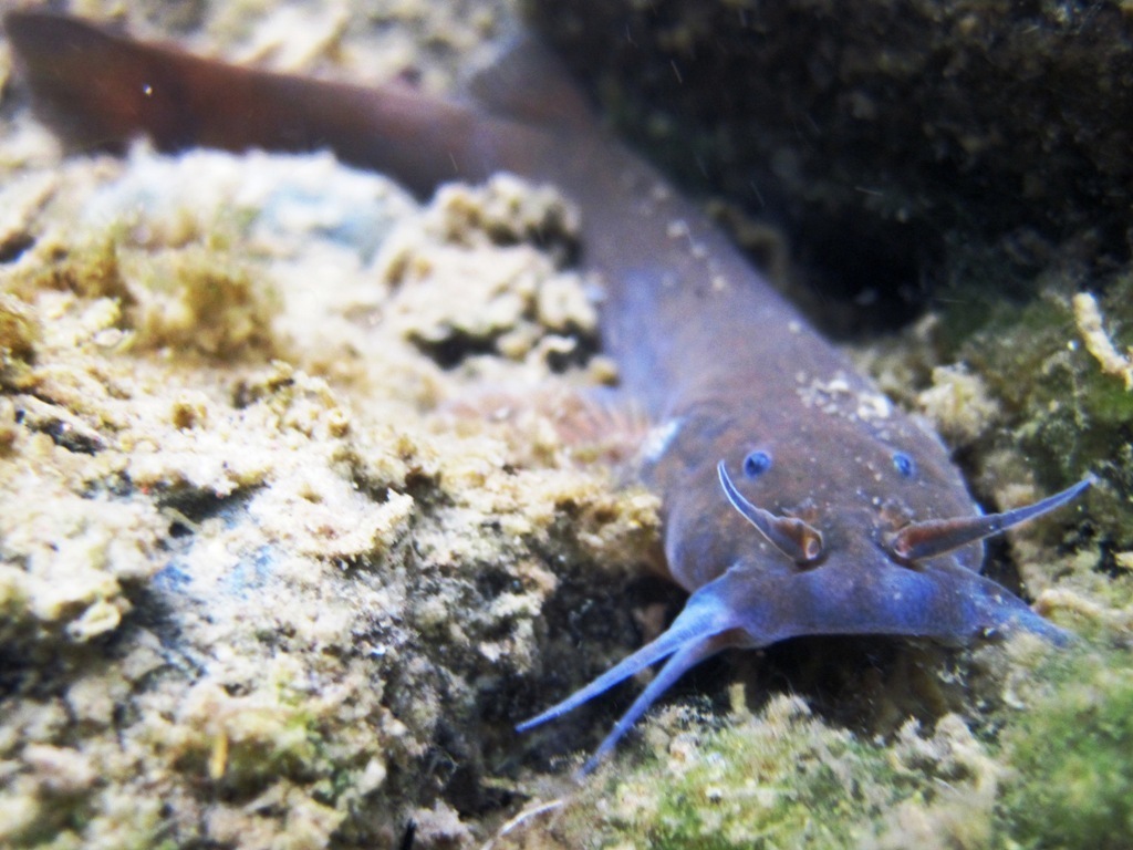 Trichomycterus areolatus