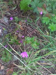 Geranium palustre