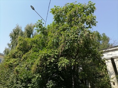 Catalpa × erubescens