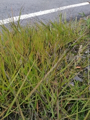 Eragrostis amurensis