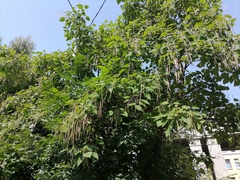 Catalpa × erubescens