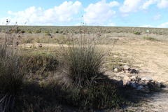 Juncus acutus leopoldii