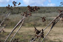 Juncus acutus leopoldii