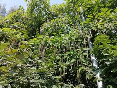 Catalpa × erubescens