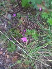 Geranium palustre
