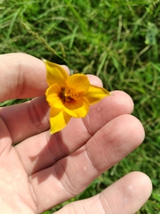 Zephyranthes tubispatha