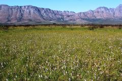 Lachenalia bachmannii