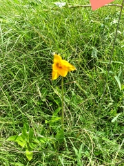 Zephyranthes tubispatha
