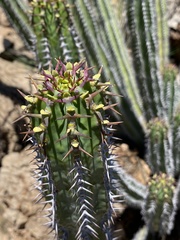 Image of Euphorbia avasmontana