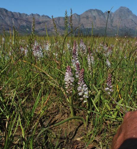 Lachenalia bachmannii