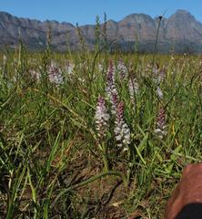 Lachenalia bachmannii