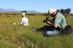 Lachenalia bachmannii