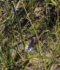 Lachenalia bachmannii