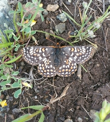Euphydryas editha bayensis