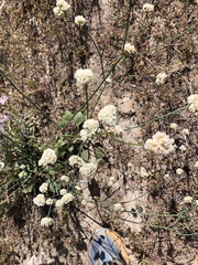 Eriogonum elatum