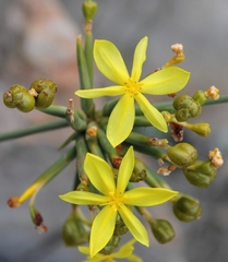 Bobartia orientalis